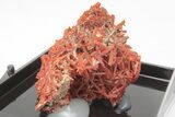 Bright Orange Crocoite Crystal Cluster - Tasmania #206929-2